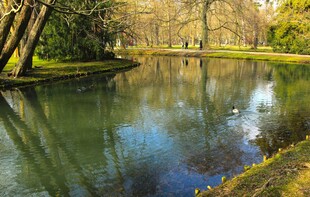 宁静河畔的自然美景