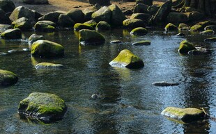 溪边覆青苔的圆润石头