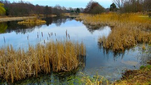 秋日湖畔芦苇景观