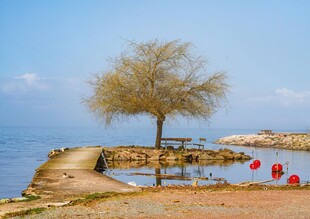 海边孤树旁的红色小船