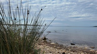 湖畔芦苇与宁静水面