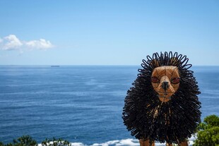 海畔刺猬毛狗狗超吸睛