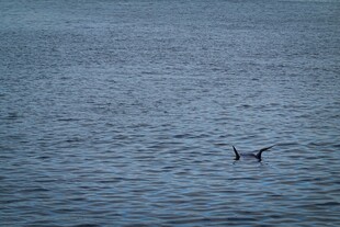 海面上的孤独飞鸟