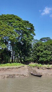 河畔绿树与孤舟美景