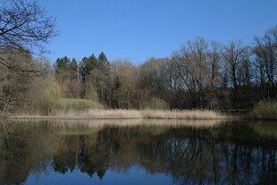 宁静湖畔的自然景致