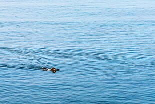 海面上 泳的小动物