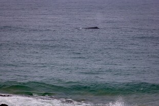 海面鲸鱼喷水景象