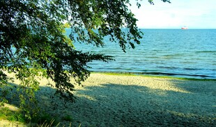 海滨绿荫下的静谧沙滩