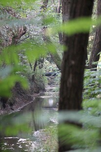 林间溪流 绿意盎然的景致