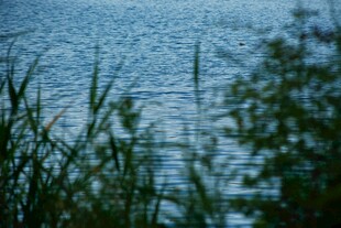 湖畔芦苇与波光粼粼水面