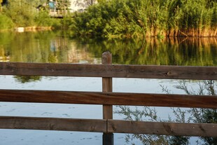 湖畔木栏映葱茏景色