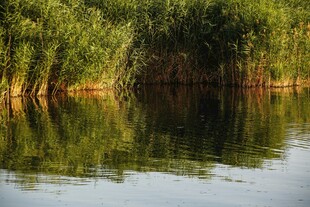 宁静湖畔绿植倒影美景