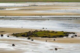海滩上的零星绿植景观