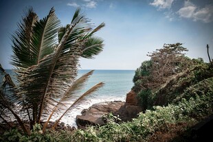 海边椰树与岩石美景