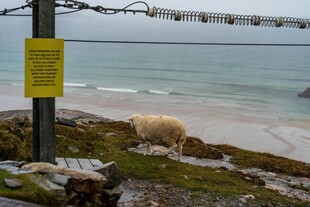 海边羊与警示标志