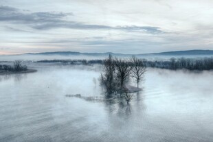 冬日冰封湖面孤树景象