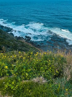 海边绿植与翻涌海浪