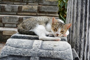 石上休憩的猫咪