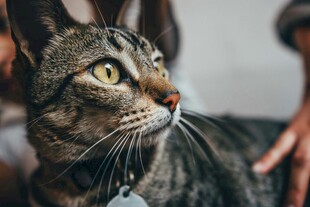 可爱斑纹猫被温柔抚摸