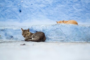 蓝墙下休憩的小猫