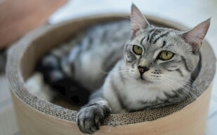 猫咪惬意躺卧在小窝里