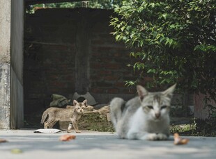 庭院中休憩的猫咪们