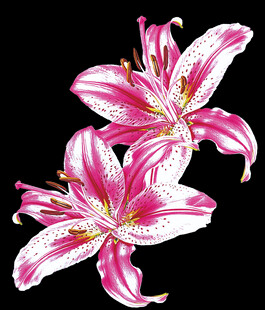 粉色百合花绽放