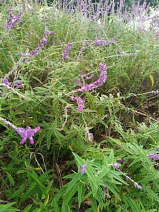 紫色野花与绿叶植物