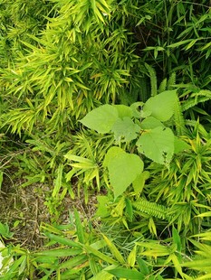 翠绿繁茂的植物景观