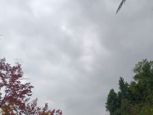 天空中飞翔的鸟儿与树木