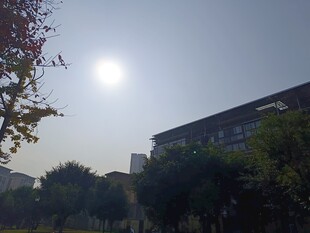 阳光下的校园建筑与树木