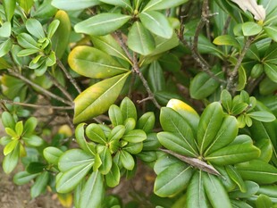 绿叶繁茂的植物景观