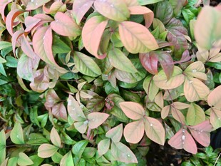 多彩叶片植物特写