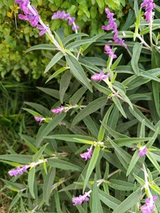 紫色穗状花卉特写