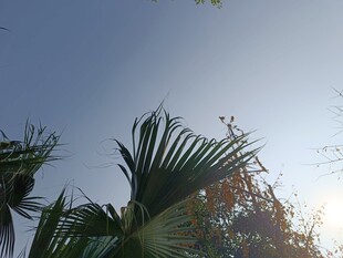 阳光下的棕榈树叶