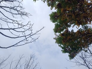 仰视枯树与绿树的天际