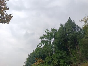 山林云雾中的葱郁树木