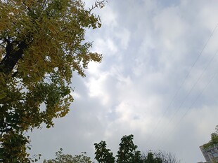 天空下的绿树景致