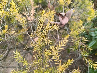 金黄枝叶间的小鸟