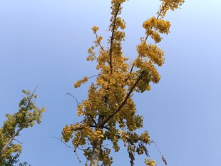 蓝天映衬下的金黄花枝