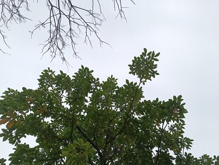 枝头绿叶映灰白天空