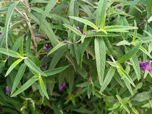 绿叶间的紫色小花