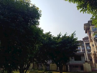 小区绿树环绕的居民楼