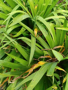 翠绿舒展的细长叶片植物