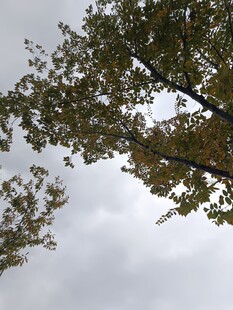 仰视视角下的枝叶与天空