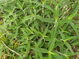 翠绿丛生的野草植物
