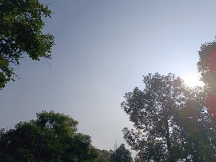 阳光透过树林的清新景象