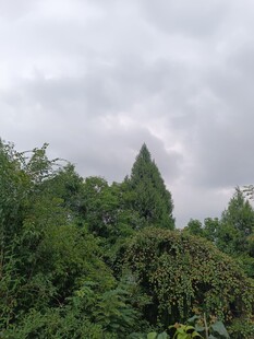 云雾中葱郁的山林景观