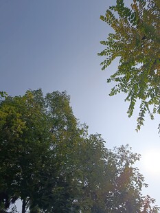 树梢上的蓝天绿意