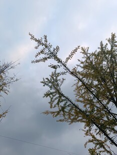 枝头新绿映蓝天